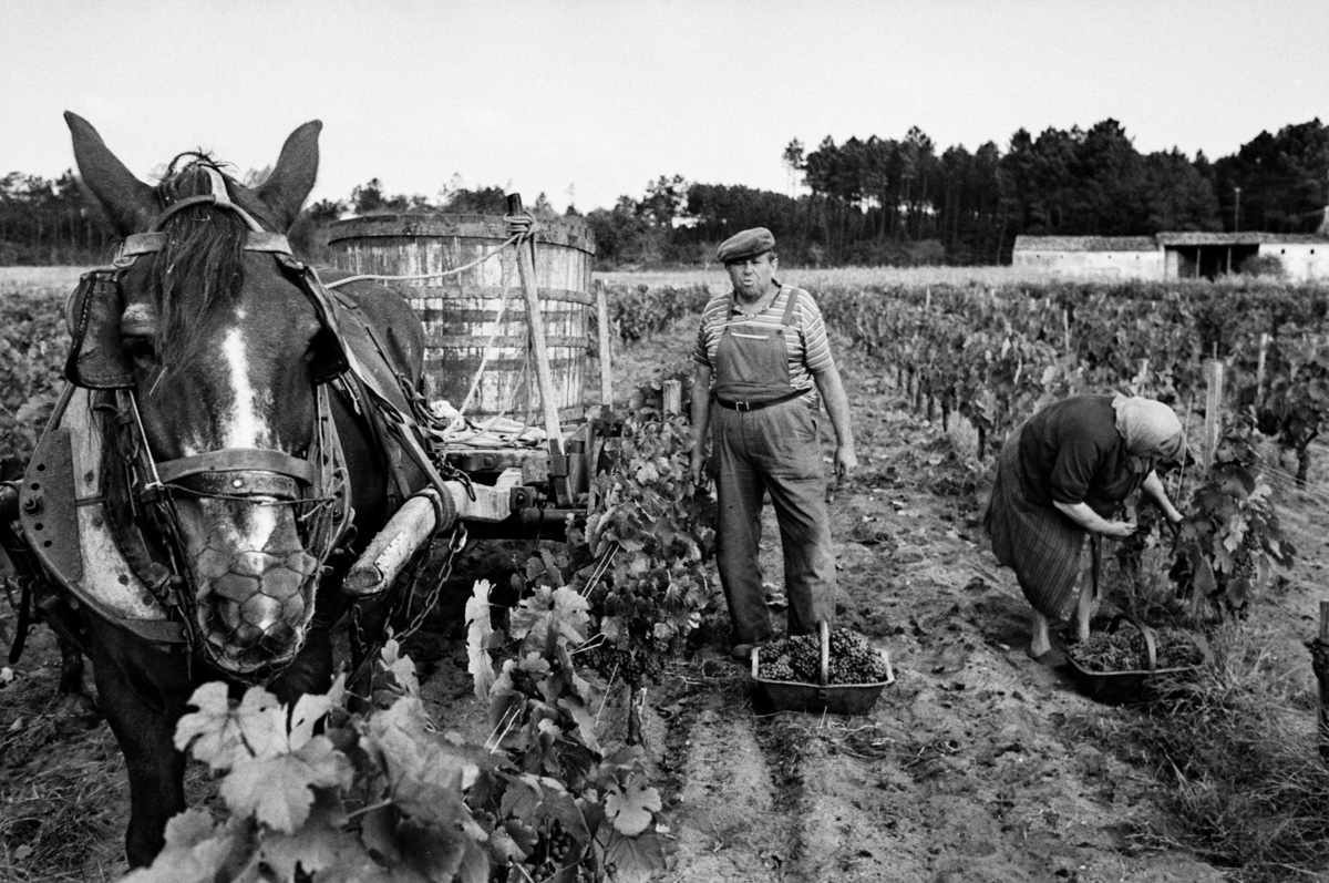 16-Vendages-au-Clone-Reignac-Gironde